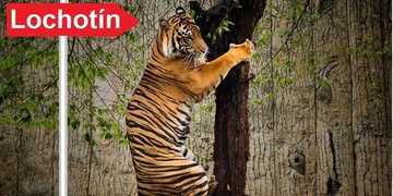 V Plzni tygr zahnal muže na strom