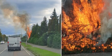 Požár stromů u rodinného domu