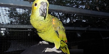 Slyšel „Ahoj“ a následně mu papoušek přiletěl na ruku