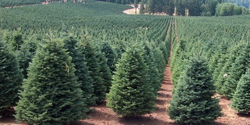 900 litrů nafty, 200 vánočních stromků nebo 14 elektromotorů za skoro milion korun