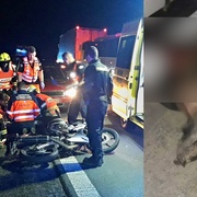 Střet motorkáře s divočákem u Sulkova