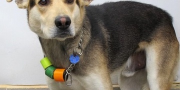 Bezdomovec třískal se Beníkem o zeď a pak ho zkopal