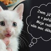 Minikočičák Jerry je již doma a rodina vám moc děkuje