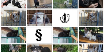 Kauza trestaného strážníka hýbe Plzní