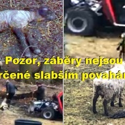Zvěrstva na pastvině údajné "biofarmy"