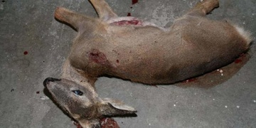 V Úlicích řádí pytlák, postřelil mladou siku