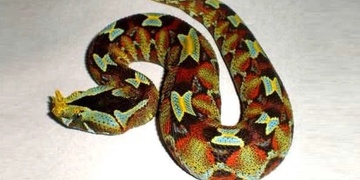 Chovatele v Plzni uštkl velice nebezpečný exotický had