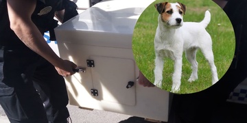 Proč fenka zemřela? Máme pro vás nové informace