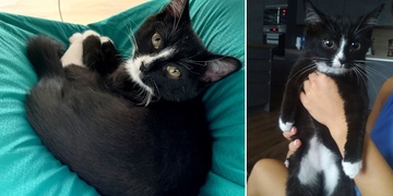 Koťátko Buffy se ztratilo v Plzni v ulici Pod Jezírkem