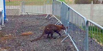 Klokan navštívil Toi Toi