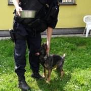 Seriál „Představujeme plzeňskou policii tak, jak ji neznáte“ 9. díl - Psovodi