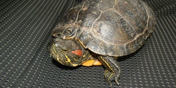 Hledá se majitel želvy