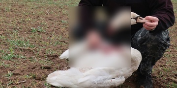 Labuť s useknutou hlavou - týrání se neprokázalo