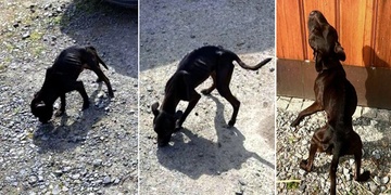 Manželé nechali své psy téměř rok nevýslovně trpět, došlo u nich k narušení metabolismu i selhávání jater