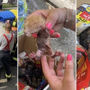Týrání zvířat, pachatel byl dopaden, obviněn a nyní mu hrozí až šestileté vězení