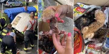 Týrání zvířat, pachatel byl dopaden, obviněn a nyní mu hrozí až šestileté vězení