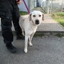 Dne 27.3.2026 nalezen pes v ul. Nákupní v Plzni.