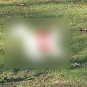 Dva psi roztrhali před obchodem uvázaného psíka