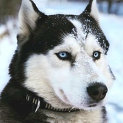Pomozte prosím pátrat po sibiřském husky jménem Ace