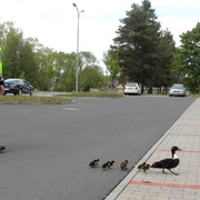 Z krajského ředitelství policie unikla kachna - doslova