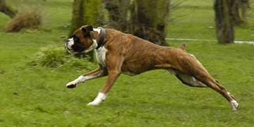 Smečka psů napadla a vážně potrhala muže