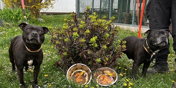 Moc smutné narozeniny - zachráněni před tyrany, ale uvězněni systémem