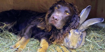 Bax se ztratil u Krajkové