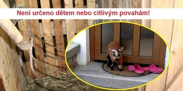 Zaživa přibodl jehně vidlemi k zemi a nechal ho několik hodin umírat