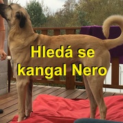 Pátrání skončilo, kangal NERO je bohužel mrtvý