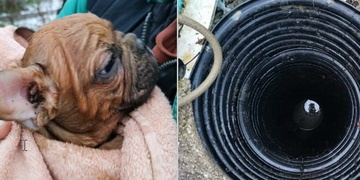 O život buldočka bojovali více než půl hodiny