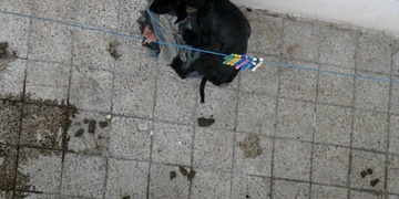 Týrají psa na balkoně