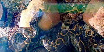 Muže téměř uškrtila krajta