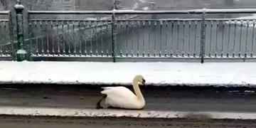 Labuť vyrazila na procházku městem