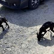 Úděsné týrání psů v Plzni Liticích