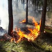 Požár lesa