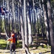 Paraglidista uvízl v koruně stromu