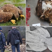 Pitva již potvrdila úmyslnou otravu mořských orlů