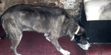 Nevhodné místo na výlet se psy si vybrala žena z Plzně