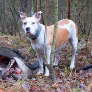 Fenka neodolala vůni mrtvého divočáka