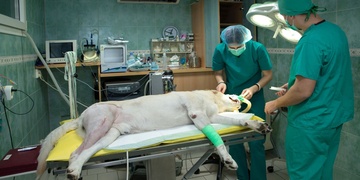 Vlastníte nějaké zvíře? Veterináři Vám píší!