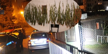 "Tudy se sem vloupal a těch kytek si prosím nevšímejte!"