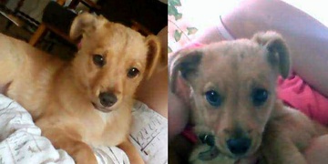 Rodina pátrá po ztraceném štěněti labradora jménem Kora