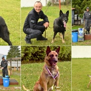 Zadržení agresivního pachatele, stopování, ale i vyhledávání předmětů a poslušnost