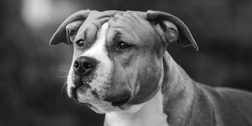 Narkoman vyhodil psa z pátého patra