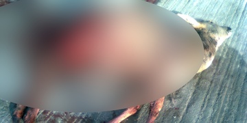 Nevýslovně trpící zvíře musel po domluvě s přítomným veterinářem zastřelit policista