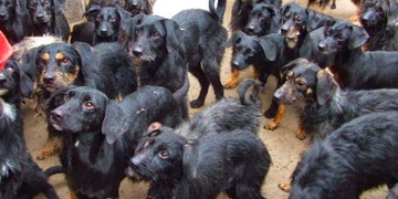 K dealování drog nutil násilím vlastní maminku