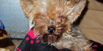 Lesanka na následky týrání dnes ráno zemřela