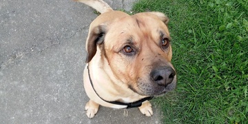 Theo, pes, který napadl dítě a velmi vážně ho zranil, co s ním bude dál?