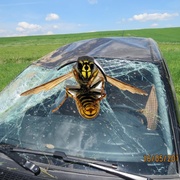 Vosa vyděsila alergického řidiče