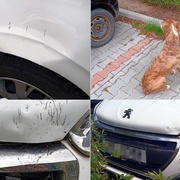 Peugeot Stafordovi zřejmě chutnal